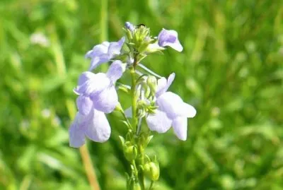 Small wildflower1 jigsaw puzzle