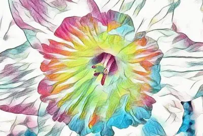 Daffodil in botanical gardens (photo edited)
