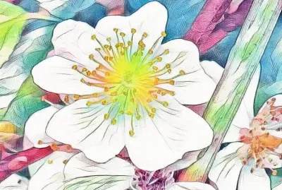 White wild rose1 (photo edited)