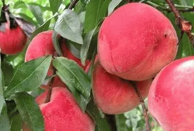 æ°´èœœæ¡ƒ jigsaw puzzle