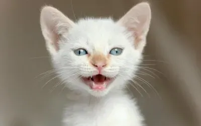 Gatito