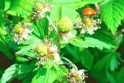 Wild berry blossoms with ladybug (photo edited)