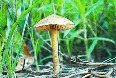 Little mushroom (photo edited)