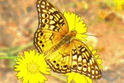 Butterfly3 (photo edited)