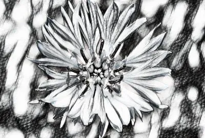 Wild batchlor button2 (photo edited)