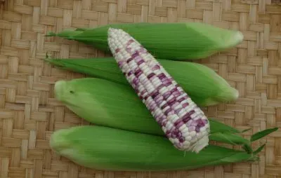 çŽ‰ç±³ jigsaw puzzle