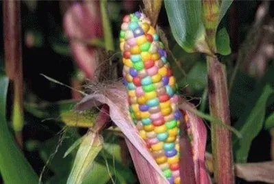 çŽ‰ç±³ jigsaw puzzle