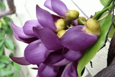 ç¦¾é›€èŠ± jigsaw puzzle