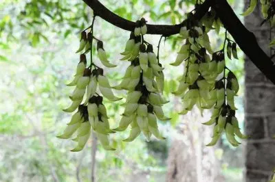 ç¦¾é›€èŠ± jigsaw puzzle