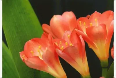 å›å­è˜­ jigsaw puzzle