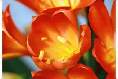 å›å­è˜­ jigsaw puzzle