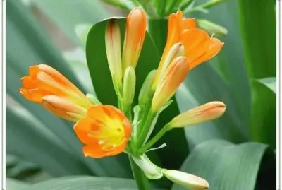 å›å­è˜­ jigsaw puzzle