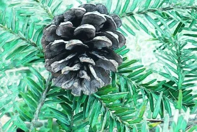 פאזל של Small pine cone1 (photo edited)