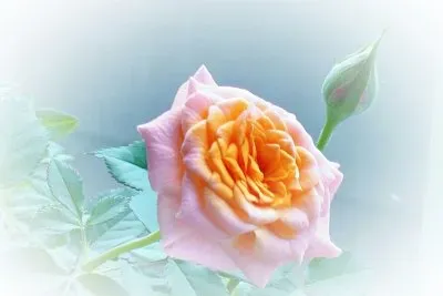 Mini-rose1 (photo edited) jigsaw puzzle