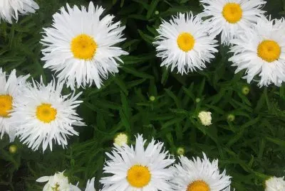 margaritas jigsaw puzzle