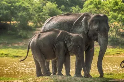 פאזל של Sri_Lanka_Elephants_Parks_