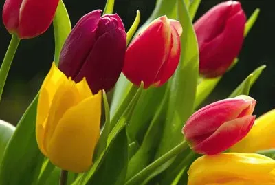 פאזל של tulipanes