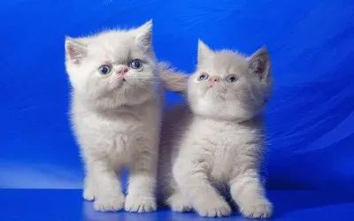 פאזל של Gatos