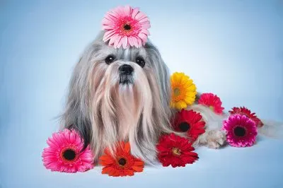 פאזל של Dogs_Gerberas_