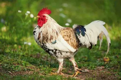 Gallo
