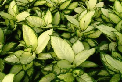 dieffenbachia camila jigsaw puzzle