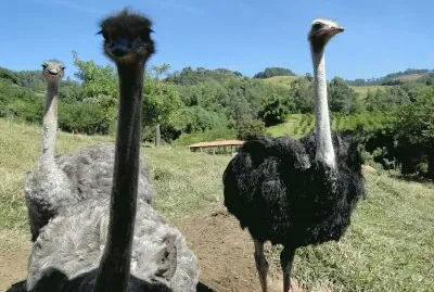 Avestruzes