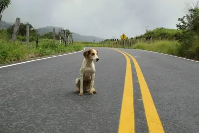 Cachorro perdido no Alfalto