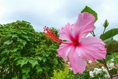 Hibisco rosa
