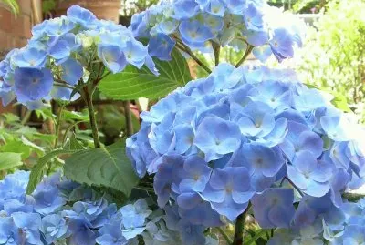 פאזל של Hortensia