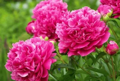 imagens jigsaw puzzle