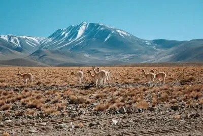 En Antofagasta de la Sierra. Catamarca. Argentina