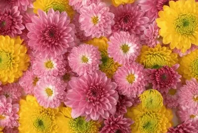 æ’²é¼»èŠ±é¦™