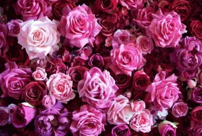 æ’²é¼»èŠ±é¦™