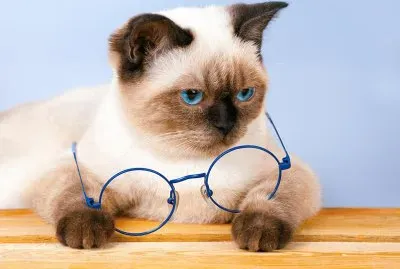 Don Gato jigsaw puzzle