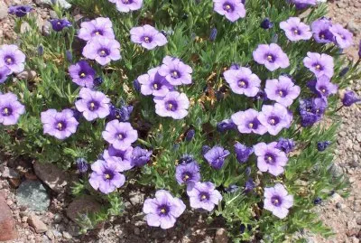 פאזל של Flores