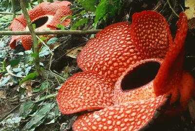 rafflesia arnoldii jigsaw puzzle