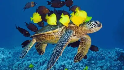 turtle-and-fishes jigsaw puzzle