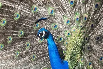 Paon - Mairie de MÃ©rignac jigsaw puzzle