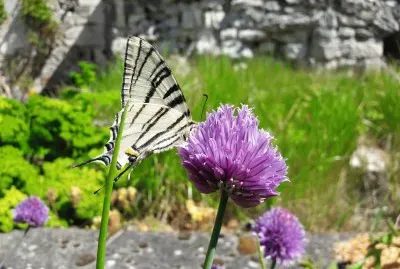 Iphiclides podalirius