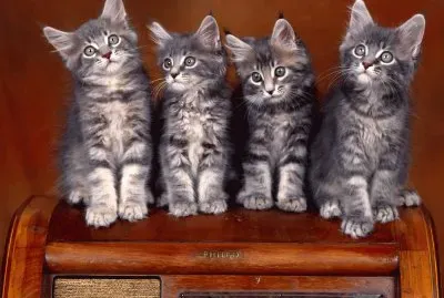 Sweet-Kittens