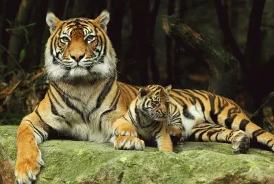 Tiger-Family
