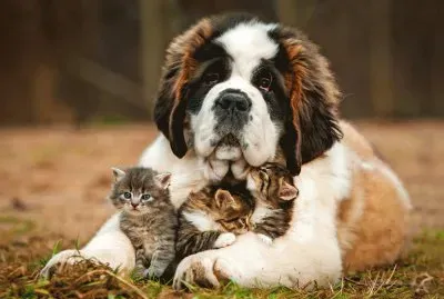 St-Bernard-Dog