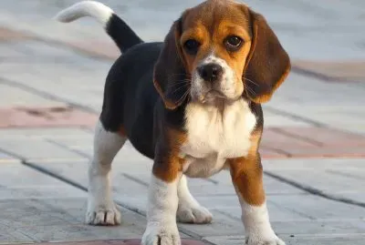 Perrito