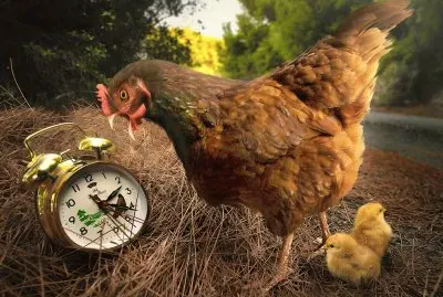 Chicken-and-Alarm