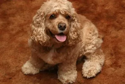 Cocker-Spaniel