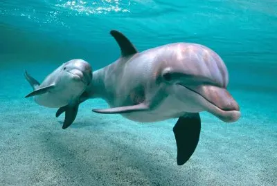 Dolphins-family