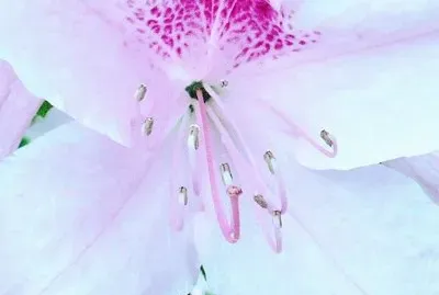 White (with pink) azalea