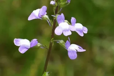 Light lavender wildflower2 jigsaw puzzle