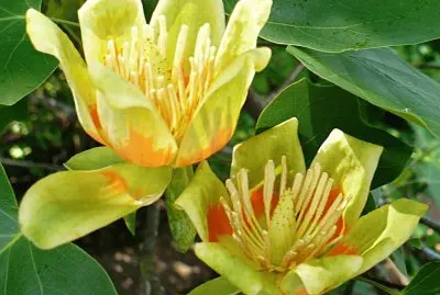 Tulip Tree flowers1 jigsaw puzzle