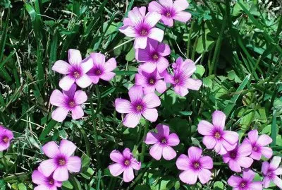Oxalis1 jigsaw puzzle